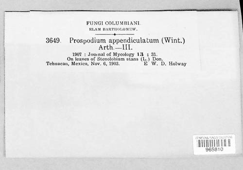 Prospodium appendiculatum image